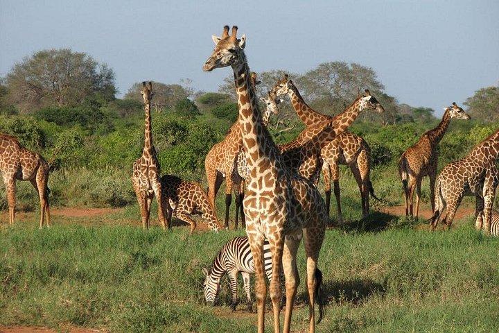10日間のケニア野生動物プライベートサファリとモンバサディアニビーチでの休暇