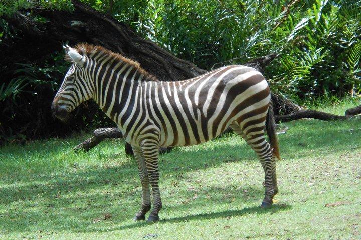 Tour privato della città di Mombasa e Santuario del parco Haller con pranzo a base di frutti di mare