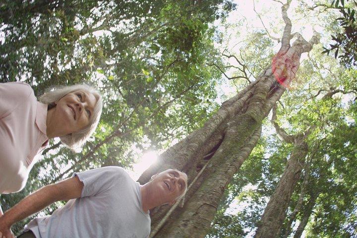 サンシャイン コーストとヌーサ プライベート ツアー株式会社の 2 コース グルメ ランチ
