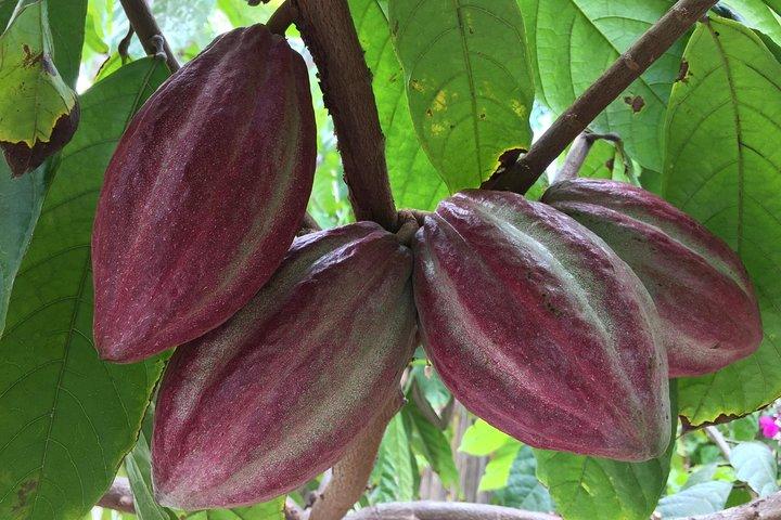 Tour del cioccolato a Vallarta