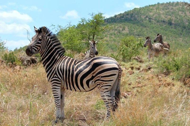Pilanesberg Nationalpark Ganztägige Safari von Johannesburg
