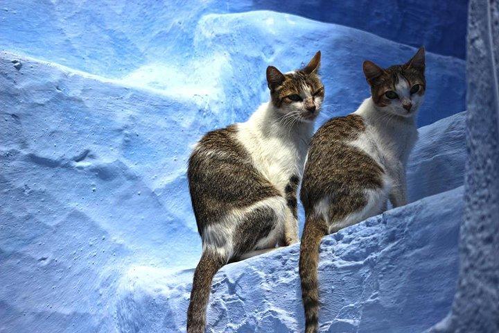 Från Fes: Chefchaouen Dagstur med liten grupp