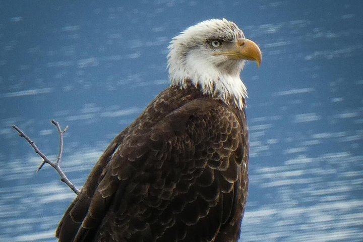Chilkoot Lake Natuur- en wildlifebezichtiging (2,5 uur in Haines)