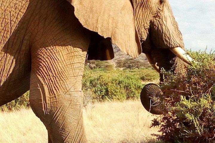 Maasai mara, Nakuru, Amboseli e Tsavo west Parques nacionais Safaris