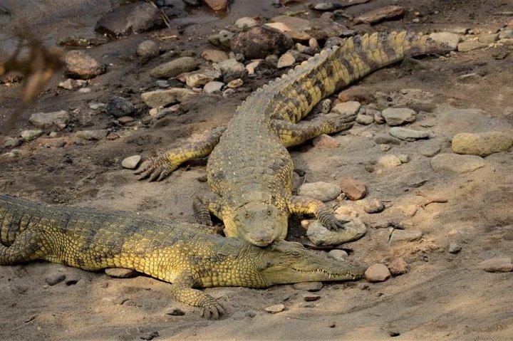 アワッシュ国立公園へのプライベート2日間サファリ、自然