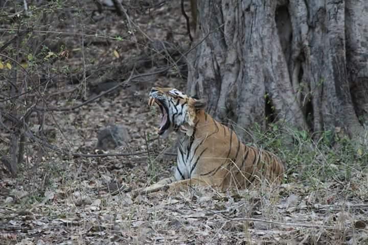 Privater Ganztagesausflug nach Ranthambore