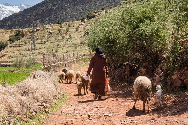 Marrakech: Atlas Mountains, Vallée de l'Ourika, Cascade et déjeuner