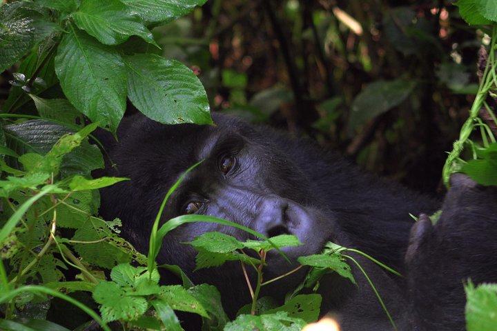 Gorilla- und Schimpansen-Tracking-Safari - 4 Tage