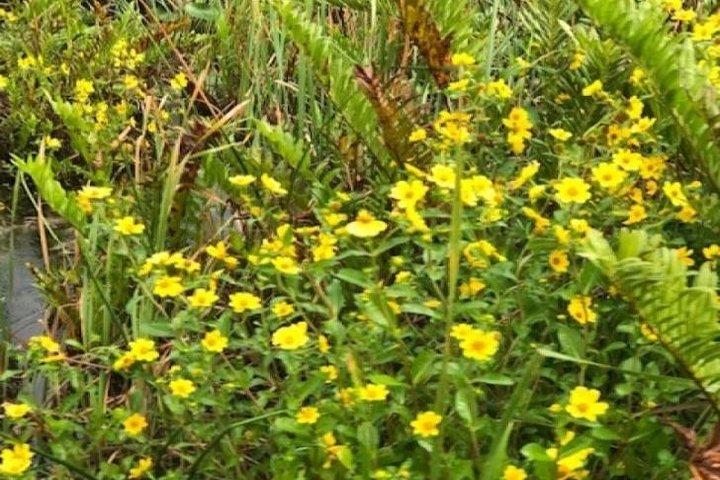 Tour en lancha aérea de 1 hora por los Everglades de Miami