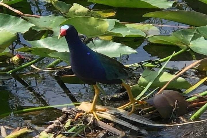 Tour en lancha aérea de 1 hora por los Everglades de Miami