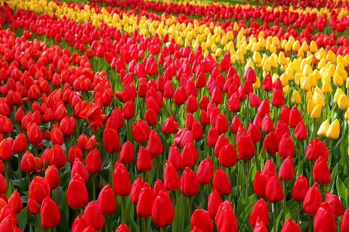 Keukenhof and Flower Fields Private Tour from Amsterdam