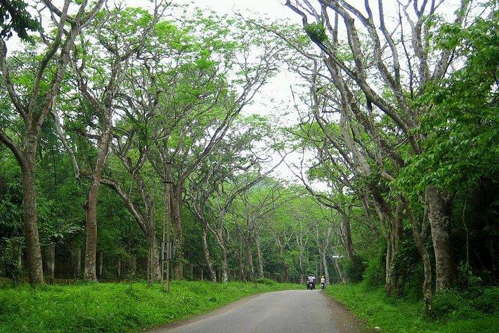 バヴィ国立公園プライベートツアー：観光とジャングルハイキング