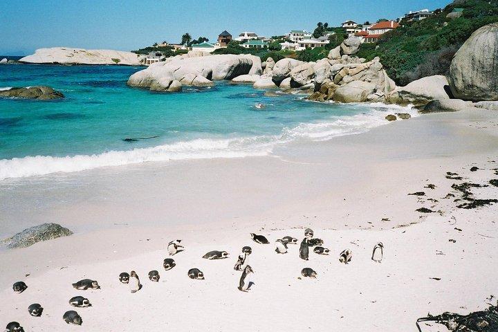 Ultimativ Cape Point-tur fra Cape Town - hel dag