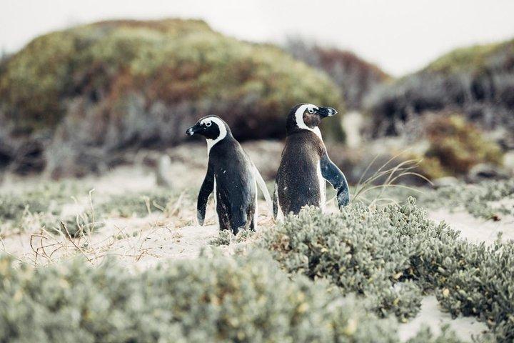 Journée complète Visite du Cap, de la péninsule, de Cape Point et de Stellenbosch
