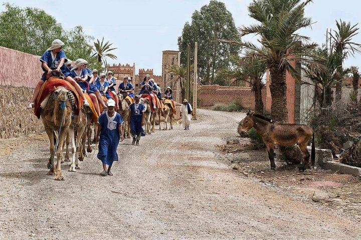 Half Day Marrakech Camel Safari