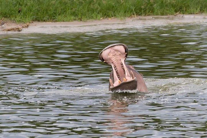 Ultimate Uganda Luxury Safari - 14 dias