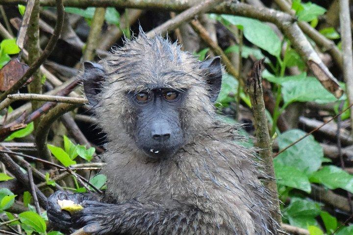 1 Tag Schimpansen-Tracking im Budongo-Wald und im Kaniyo Pabidi