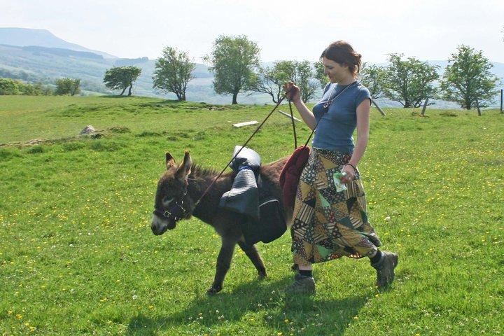 Paseos panorámicos con mini burros en las hermosas Brecon Beacons