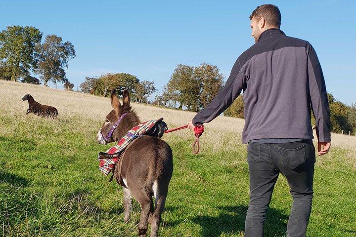 Paseos panorámicos con mini burros en las hermosas Brecon Beacons
