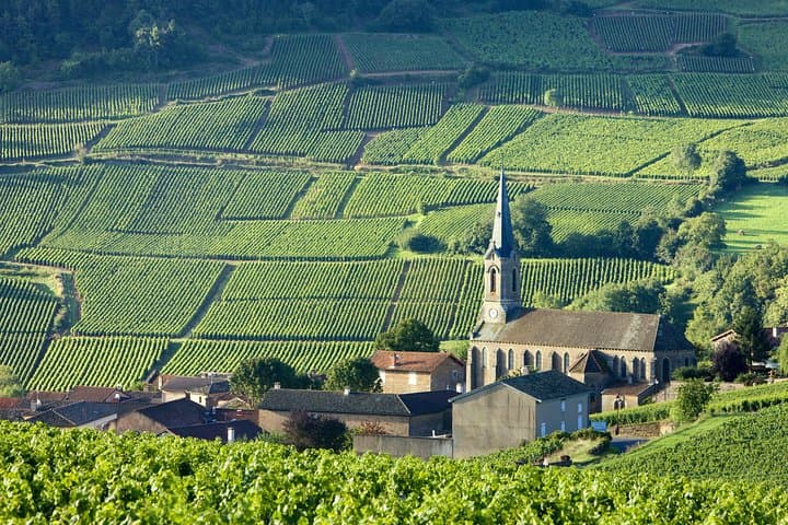 Burgundy Wine Tasting Small-Group Tour in Chablis from Paris