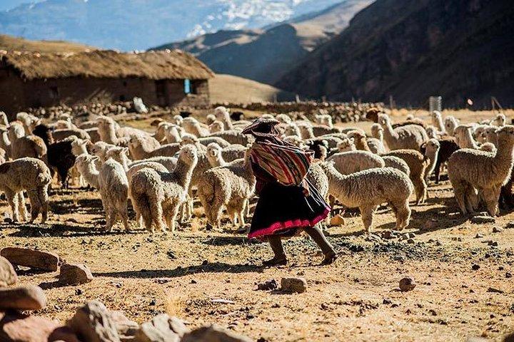 4-dagars Lares Trek till Machu Picchu