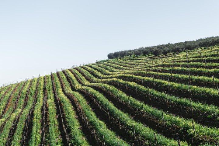 Vin- og tapastur på elcykel (e-cykel) inklusive Ronda afhentning (hel dag)