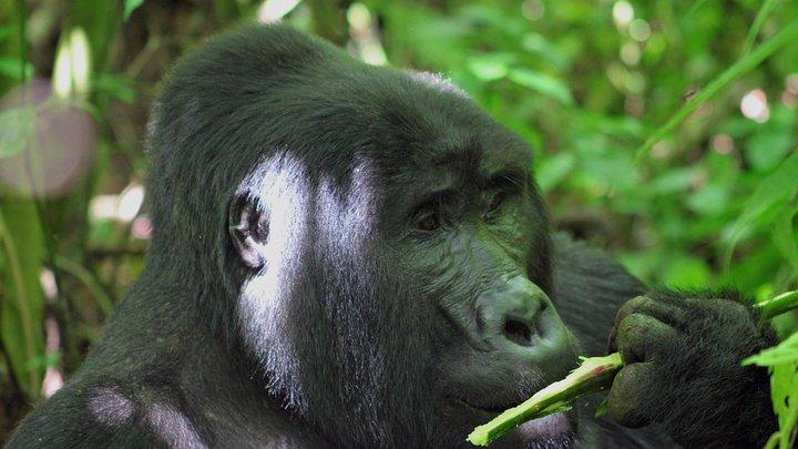 Bwindi Gorilla Safari - 3 dage