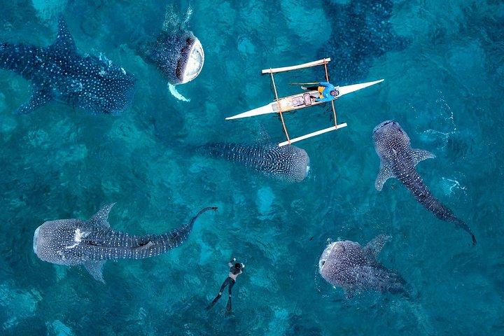 Whale Shark Watching e Tumalog Falls e Kawasan Falls