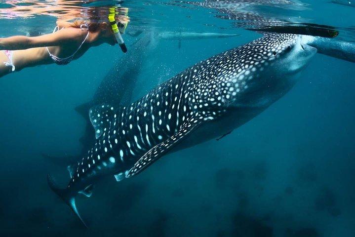 Whale Shark Watching e Tumalog Falls e Kawasan Falls