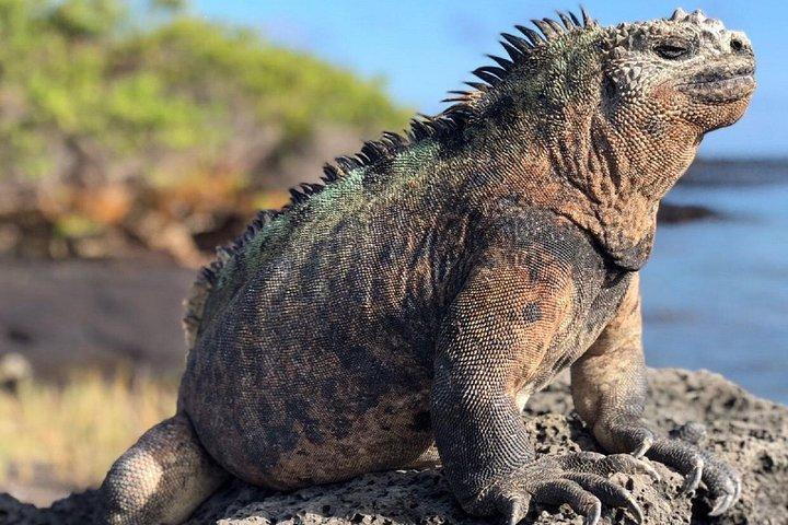 12-dages tur til Cusco, Machu Picchu og Galapagos-øerne