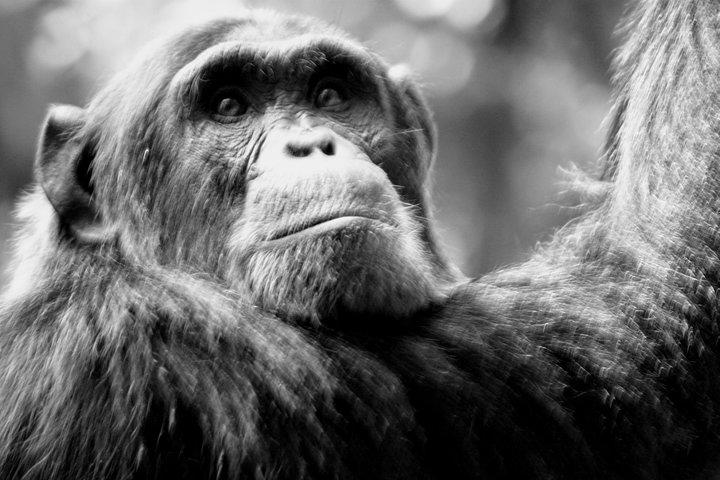 Wildlife & Primate Safari i Uganda - 9 dage