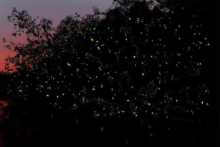 Excursão Descoberta dos Vaga-lumes de Bintan