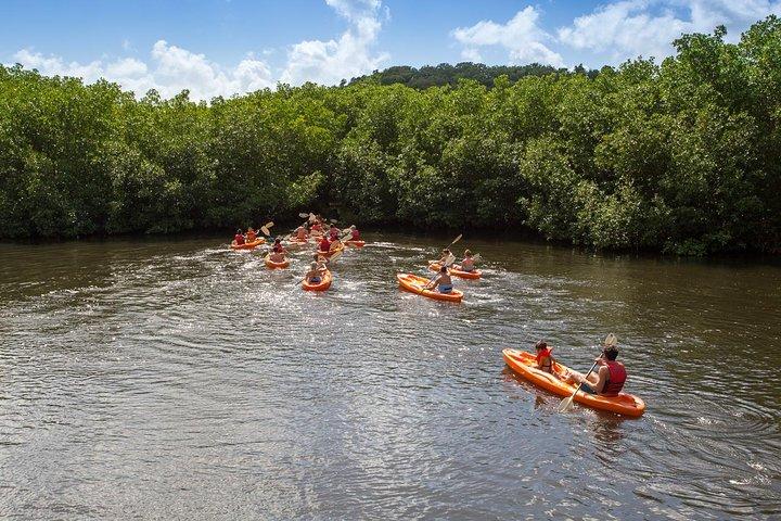 SoCoHo Eco Half Day - Mangrovenkajak & Riffschnorcheln