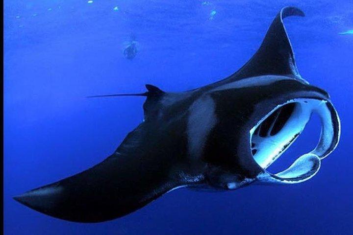 Esnórquel nocturno de mantarraya de Big Island