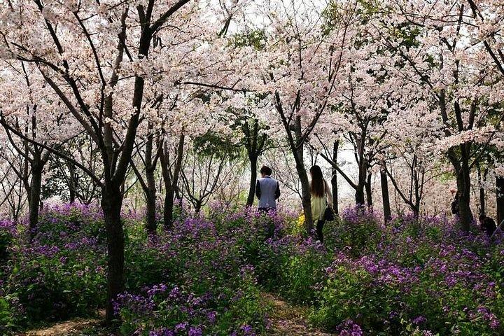 上海Gucun公園へのプライベート往復送迎