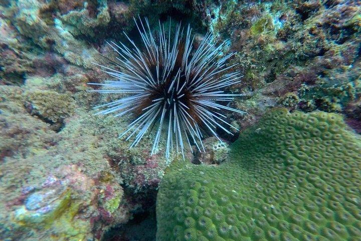 ティンアドベンチャー海のツアー4つの島＆エメラルドの洞窟からランタ島