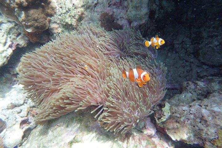 ランタ島発ロック島とハー島へのシュノーケルアドベンチャー海上ツアー