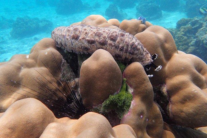 ランタ島発ロック島とハー島へのシュノーケルアドベンチャー海上ツアー