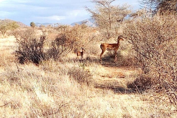 3 days Maasai Mara safari from Nairobi
