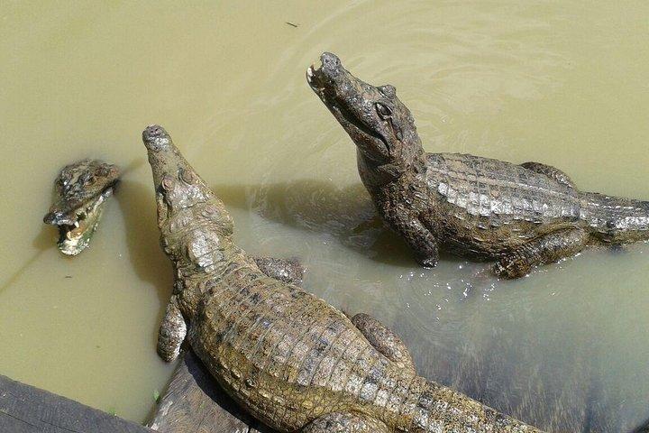 Native Aquatic Species, Jungle Hike & Animal Rescue Center -Alle tickets inbegrepen