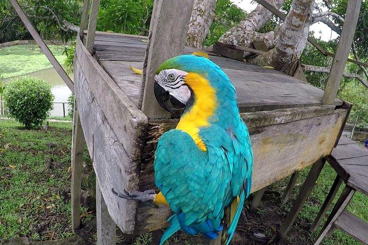 Native Aquatic Species, Jungle Hike & Animal Rescue Center -Alle tickets inbegrepen