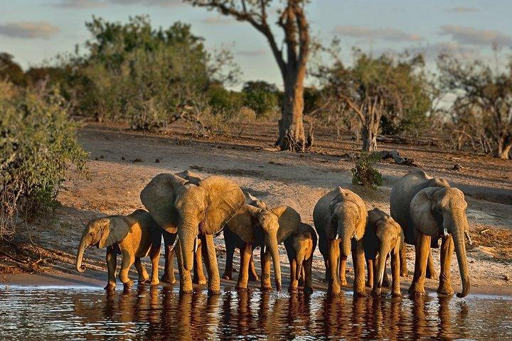 Da Victoria Falls a Chobe Day Game Safari