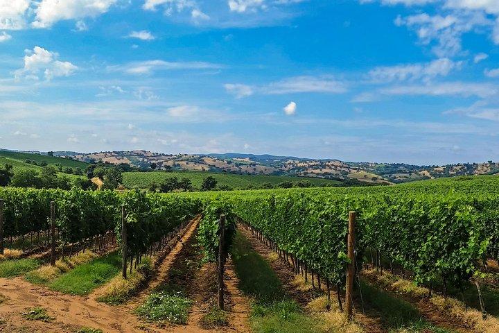 Traslado privado desde Roma (o aeropuerto FCO) a Florencia con paradas en el camino