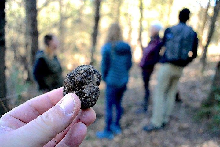 サン・ミニアートでのランチ付きトリュフ狩り体験