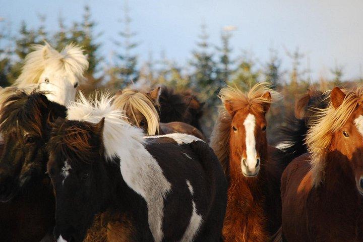 アイスランド乗馬ツアー（レイキャビクからの送迎付き）
