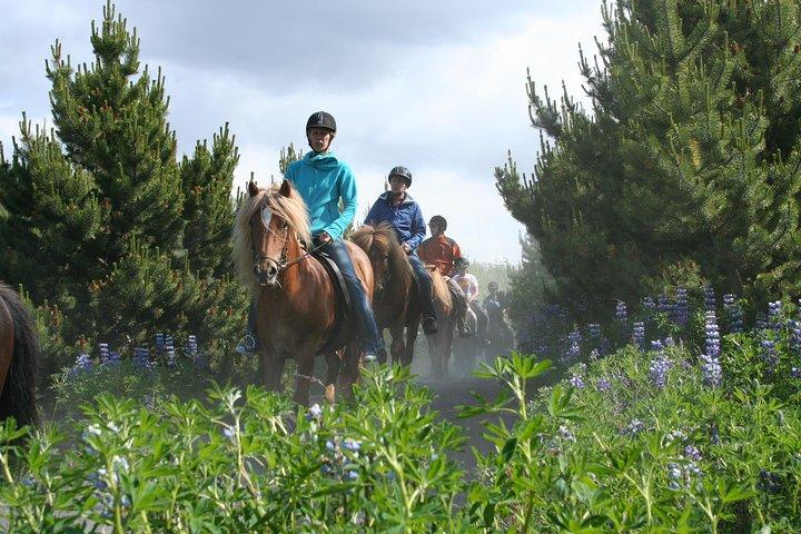 アイスランド乗馬ツアー（レイキャビクからの送迎付き）