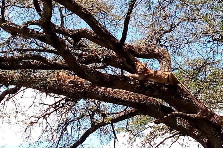 Excursión en grupo de 4 días a Lake Manyara, Serengeti y Ngoro Ngoro