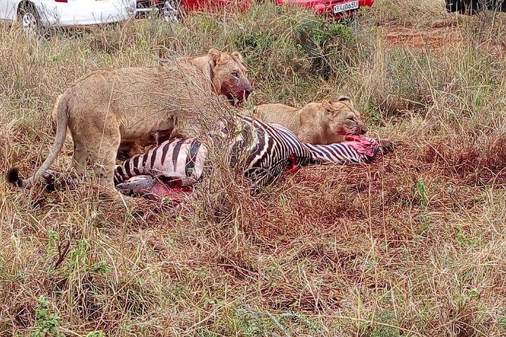 Excursión en grupo de 4 días a Lake Manyara, Serengeti y Ngoro Ngoro