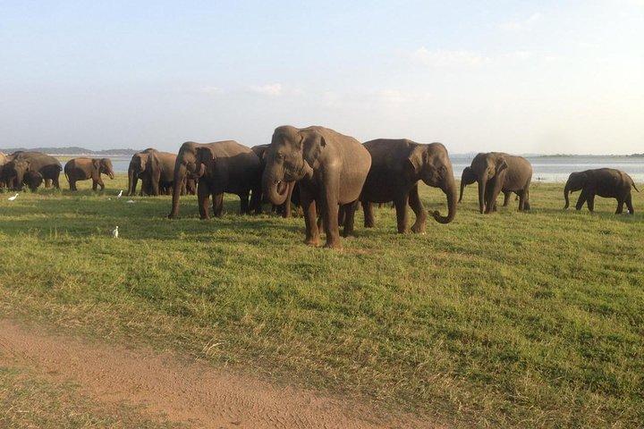 Safari en jeep de luxe Minneriya