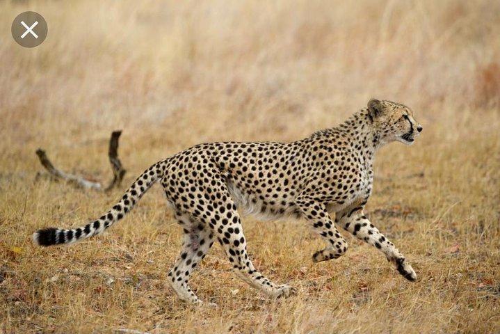 Ganztägiger Pilanesberg-Nationalpark ab Johannesburg und Pretoria
